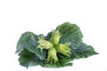 Four green hazelnuts also is known as cobnut or filbert nut