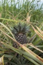 Four-head pineapple in a field in the Philippines