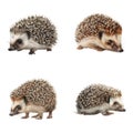 Four hedgehogs in different poses Royalty Free Stock Photo