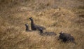 Four Helmeted Guineafowl resting in dry grass at sunset.