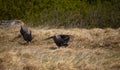 Four Helmeted Guineafowl walking through dry grass at sunset with one bird spreading its wings.