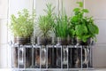 Four Herbs Growing In Glass Jars
