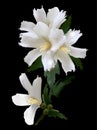 Four hibiscus white flowers isolated on black Royalty Free Stock Photo