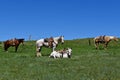 Four hobbled horse in a roundup and branding