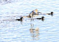 Four Hooded Mergansers cross the marsh river with two an egret in tow