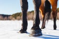 Four hooves of a horse in a winter sunny field Royalty Free Stock Photo