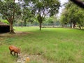 The four-horned antelope, or chousingha, is a small antelope found india and nepal taking his meal in a zoo,a deer in a zoo eating Royalty Free Stock Photo