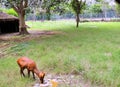 The four-horned antelope, or chousingha, is a small antelope found india and nepal taking his meal in a zoo,a deer in a zoo eating Royalty Free Stock Photo