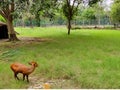 The four-horned antelope, or chousingha, is a small antelope found india and nepal taking his meal in a zoo,a deer in a zoo eating Royalty Free Stock Photo