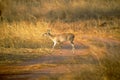 Four Horned Antelope, Tetracerus quadricornis or chousingha, Bandhavgarh Tiger Reserve Royalty Free Stock Photo