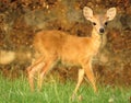 Four horned antelope watching Royalty Free Stock Photo