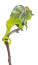 Four-horned Chameleon, Chamaeleo quadricornis Royalty Free Stock Photo