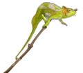 Four-horned Chameleon, Chamaeleo quadricornis Royalty Free Stock Photo