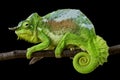 Four-horned chameleon (Trioceros quadricornis) male Royalty Free Stock Photo