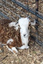 Four Horned Goat North Texas Royalty Free Stock Photo