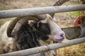 Four-horned Jacob ram is a British breed of domestic sheep Royalty Free Stock Photo