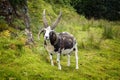 Four horns goat Royalty Free Stock Photo