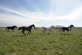 Four horse frolicking in field