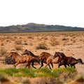 FOUR HORSE TAILS Royalty Free Stock Photo