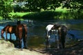 Four horses drinking river water Royalty Free Stock Photo