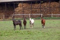 Four horses on farm Royalty Free Stock Photo