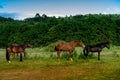 four horses Royalty Free Stock Photo