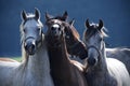 Four horses pose for a photo Royalty Free Stock Photo