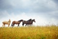 Four horses in the steppe