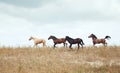 Four horses in the steppe Royalty Free Stock Photo