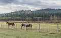Four Horses on the Stoney Indian Reserve Royalty Free Stock Photo