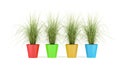 Four houseplants in multycolor pots isolated on white Royalty Free Stock Photo