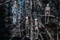 Four human skeletons hang from an old mossy tree in the forest. Selective focus. Halloween concept background. Close-up Royalty Free Stock Photo