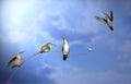 Four humming birds in different positions on a branch against a bright blue sky.