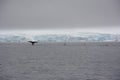 Four humpback whales fluke in an iceberg field
