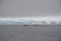 Four humpback whales fluke in an iceberg field