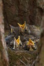 Four hungry chicks, baby birds with open yellow beaks in a nest in spring Royalty Free Stock Photo