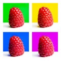 Four images of raspberries set againt different coloured bright backgrounds in a pop art style Royalty Free Stock Photo