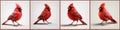 Four images: Red cardinal bird standing on white background. This small, colorful bird is positioned in center of frame