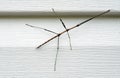 Walking Stick Insect on House Siding Royalty Free Stock Photo