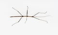 Four Inch Walking Stick Insect on White Royalty Free Stock Photo