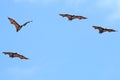 Four indian fox bat in flight Royalty Free Stock Photo