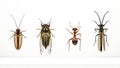 Insect biodiversity display: Cockroach, Cicada, Ant and parasitoid wasp lineup Royalty Free Stock Photo