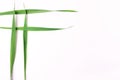 Four intertwined grass blades on a white background.