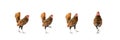 Four isolated Brown SeBright Chicken on the white background in studiolight Royalty Free Stock Photo