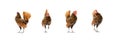 Four isolated Brown SeBright Chicken on the white background in studiolight Royalty Free Stock Photo