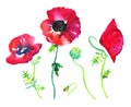 Four isolated papaver plants in different views. Hand drawn watercolor sketch illustration set