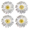 Four isolated white chamomile flowers. Disy pattern