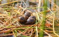 Four jacana birds eggs in floating nest in reeds