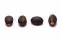 Four Jatropha Curcas Seeds