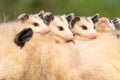 Four joey possums riding on mother`s back